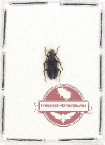 Pyrochroidae sp. 8