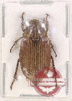 Melolonthinae sp. 23