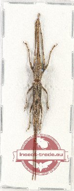 Brenthidae sp. 16