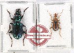 Scientific lot no. 529 Carabidae (2 pcs - 1 pc A2)