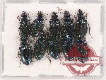 Scientific lot no. 528 Carabidae (10 pcs)