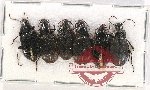 Scientific lot no. 534 Carabidae (6 pcs A, A-, A2)