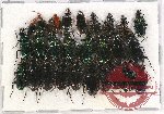 Scientific lot no. 527 Carabidae (28 pcs)