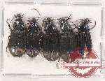 Scientific lot no. 533 Carabidae (5 pcs A, A-, A2)