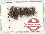 Scientific lot no. 252 Cerambycidae (6 pcs A, A-, A2)