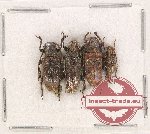 Scientific lot no. 251 Cerambycidae (4 pcs A2)