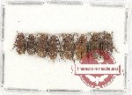 Scientific lot no. 253 Cerambycidae (8 pcs)