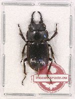 Aegus sp. 14