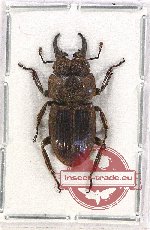 Aegus impresicollis rateliffei