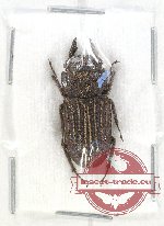 Gnaphaloryx dilaticollis