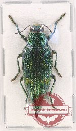 Chrysodema sp. 32