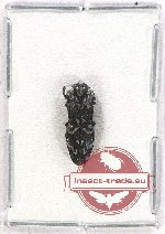 Toxoscelus sp. 6 (A2)