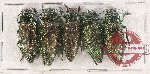 Scientific lot no. 101 Buprestidae (5 pcs A-, A2)