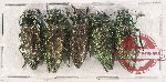 Scientific lot no. 101 Buprestidae (5 pcs A-, A2)