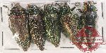 Scientific lot no. 100 Buprestidae (5 pcs A, A-, A2)