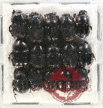 Scientific lot no. 605 Coprophaga (15 pcs)