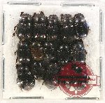 Scientific lot no. 608 Coprophaga (15 pcs)