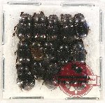 Scientific lot no. 608 Coprophaga (15 pcs)