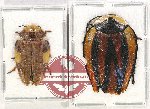 Scientific lot no. 65 Blattodea (2 pcs A-, A2)