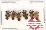 Scientific lot no. 913 Heteroptera (6 pcs)