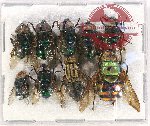 Scientific lot no. 66 Diptera (9 pcs)