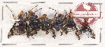Scientific lot no. 67 Diptera (6 pcs)