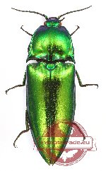 Campsosternus cyaniventris