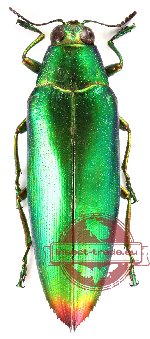 Chrysochroa fulminans