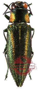 Iridotaenia chrysostoma ssp. ramma