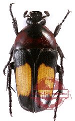 Dicheros (Coryphocera) miksici