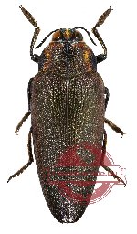 Steraspis arabicus