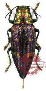 Chrysodema (s.str.) sp. 3