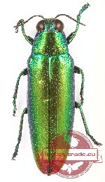 Chrysochroa fulminans baliana (A2)