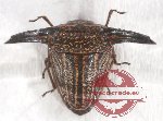 Pentatomidae sp. 21 (A-)