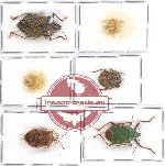 Scientific lot no. 918 Heteroptera (6 pcs A, A-, A2)