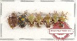Scientific lot no. 916 Heteroptera (7 pcs A, A-, A2)
