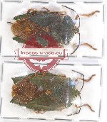 Scientific lot no. 922 Heteroptera (2 pcs)