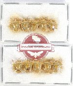 Scientific lot no. 917 Heteroptera (10 pcs)