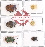 Scientific lot no. 920 Heteroptera (6 pcs A, A-, A2)