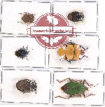 Scientific lot no. 919 Heteroptera (6 pcs A, A-, A2)