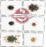 Scientific lot no. 921 Heteroptera (6 pcs A, A-, A2)