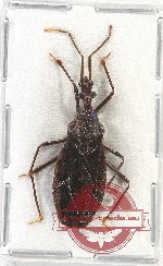 Scientific lot no. 914 Heteroptera (1 pc A-)