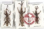 Scientific lot no. 86 Brenthidae (3 pcs)