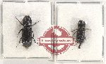 Bostrichidae Scientific lot no. 50 (2 pcs - 1 pc A2)