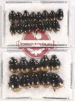 Hydrophilidae Scientific lot no. 127 (26 pcs)