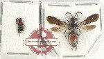 Scientific lot no. 310 Hymenoptera (2 pcs)