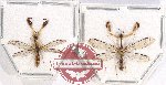 Scientific lot no. 8 Neuroptera (2 pcs)