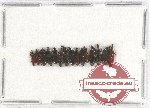 Scientific lot no. 11AB Curculionidae (Cossoninae sp. mix - 15 pcs)