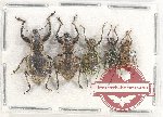 Scientific lot no. 488 Curculionidae (5 pcs)