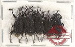 Scientific lot no. 491 Curculionidae (5 pcs)